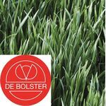 Biologische Winterrogge - Groenbemester